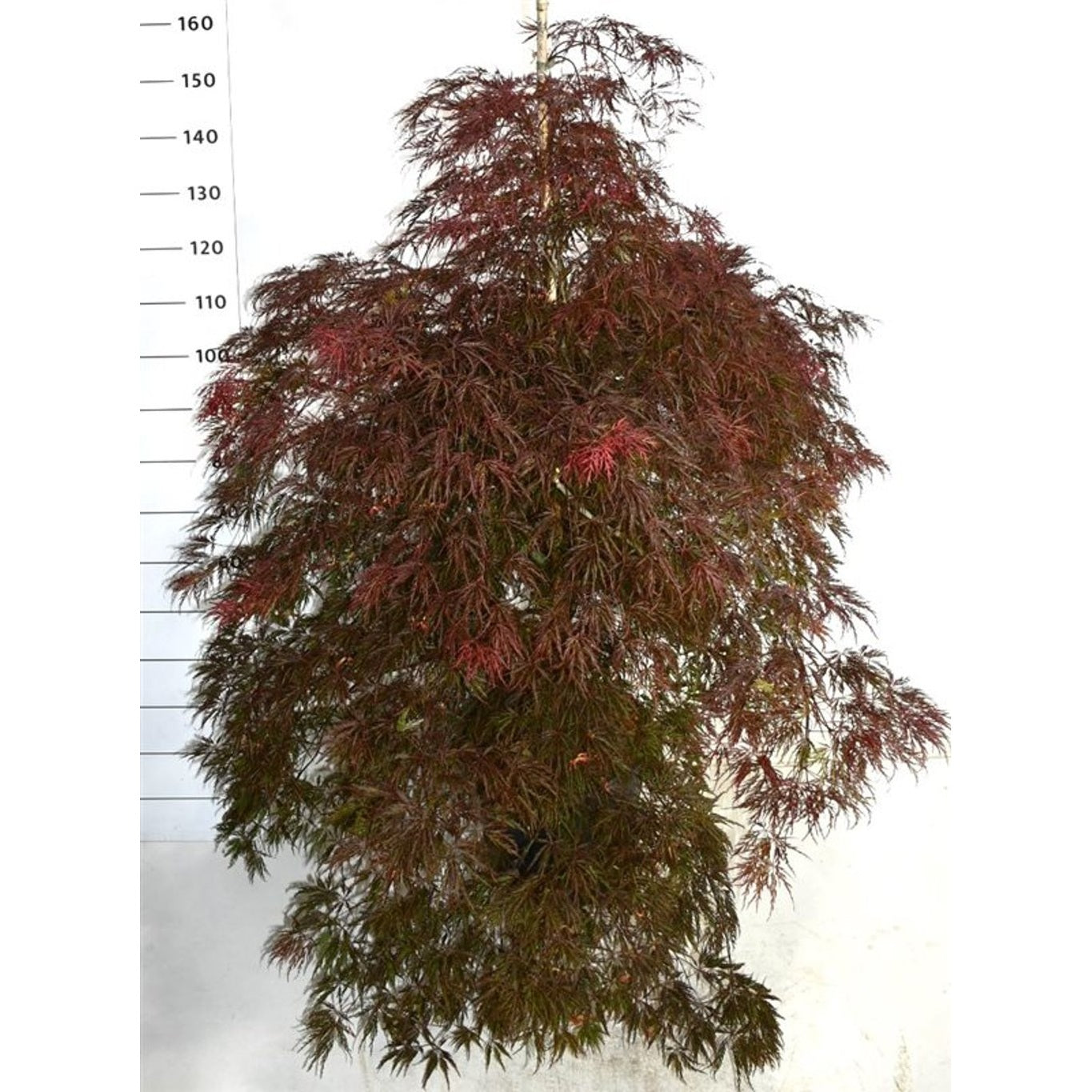 Japansk lönn – Acer palmatum 'Inaba-shidare' - C25 150-175 cm. Gestokt